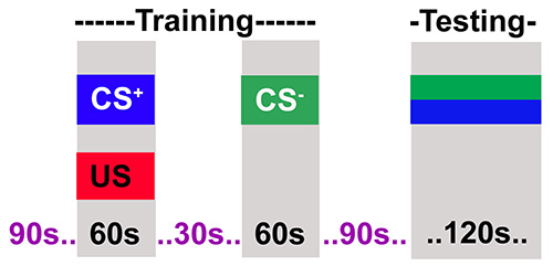 Classical conditioning diagram: training with CS+, US; testing with CS-; timing visualized.