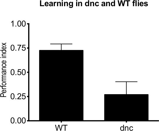 Bar graph comparing learning performance index in dnc vs. WT flies; experiment shows WT higher.