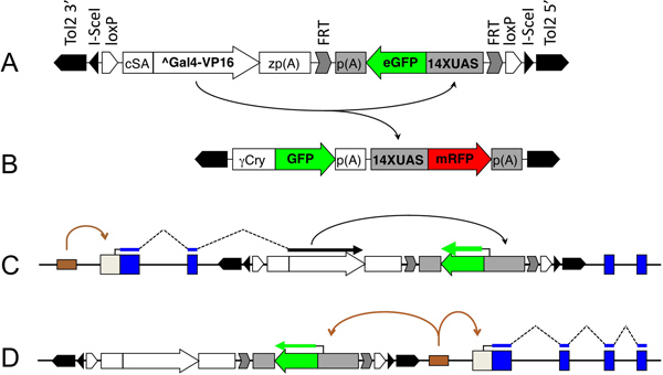 Gene editing process diagram with GFP/mRFP, eGFP, 14XUAS symbols, depicting DNA recombination.