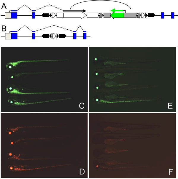 Gene editing diagram and fluorescent microscopy of zebrafish embryos; DNA expression analysis.