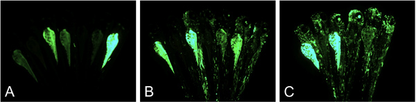 Fluorescence microscopy images of plant structures show tissue-specific gene expression patterns.