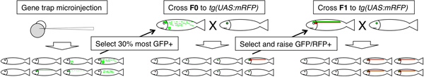 Gene editing diagram; gene trap microinjection workflow showing fish crossbreeding process and selection.