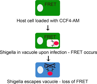 Schemat procesu FRET; etapy infekcji Shigella; zastosowanie CCF4-AM; detekcja zmiany fluorescencji.