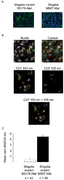Mikroskopia eksperymentu ze Shigella, obrazy fluorescencyjne; jądra, cytozol, analiza CCF 450/535 nm, wykres słupkowy.