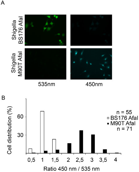 Analiza fluorescencyjna Shigella Afal, 535nm/450nm; histogram rozkładu komórek w zależności od stosunków.