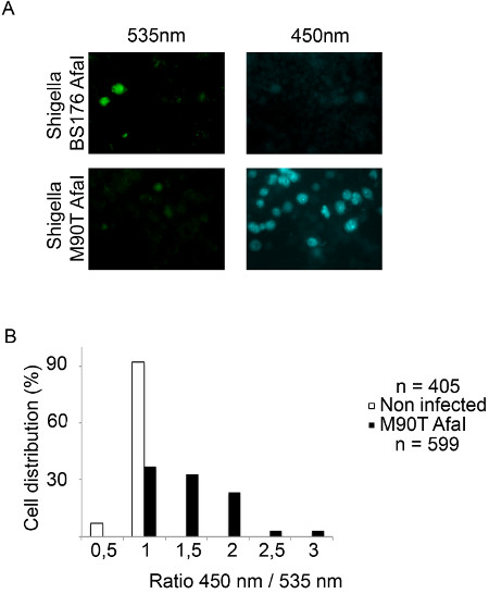 Mikroskopia fluorescencyjna Shigella przy 535nm i 450nm, analiza wykresu słupkowego rozkładu komórek.