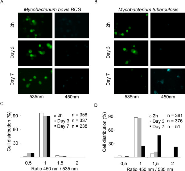 Równowaga statyczna, obrazy z mikroskopii fluorescencyjnej Mycobacterium; analiza spektralna przy 450nm/535nm.