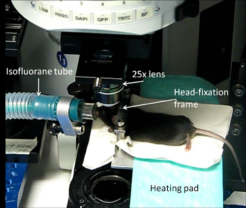 In Vivo Two-photon Imaging Of Experience-dependent Molecular Changes In ...