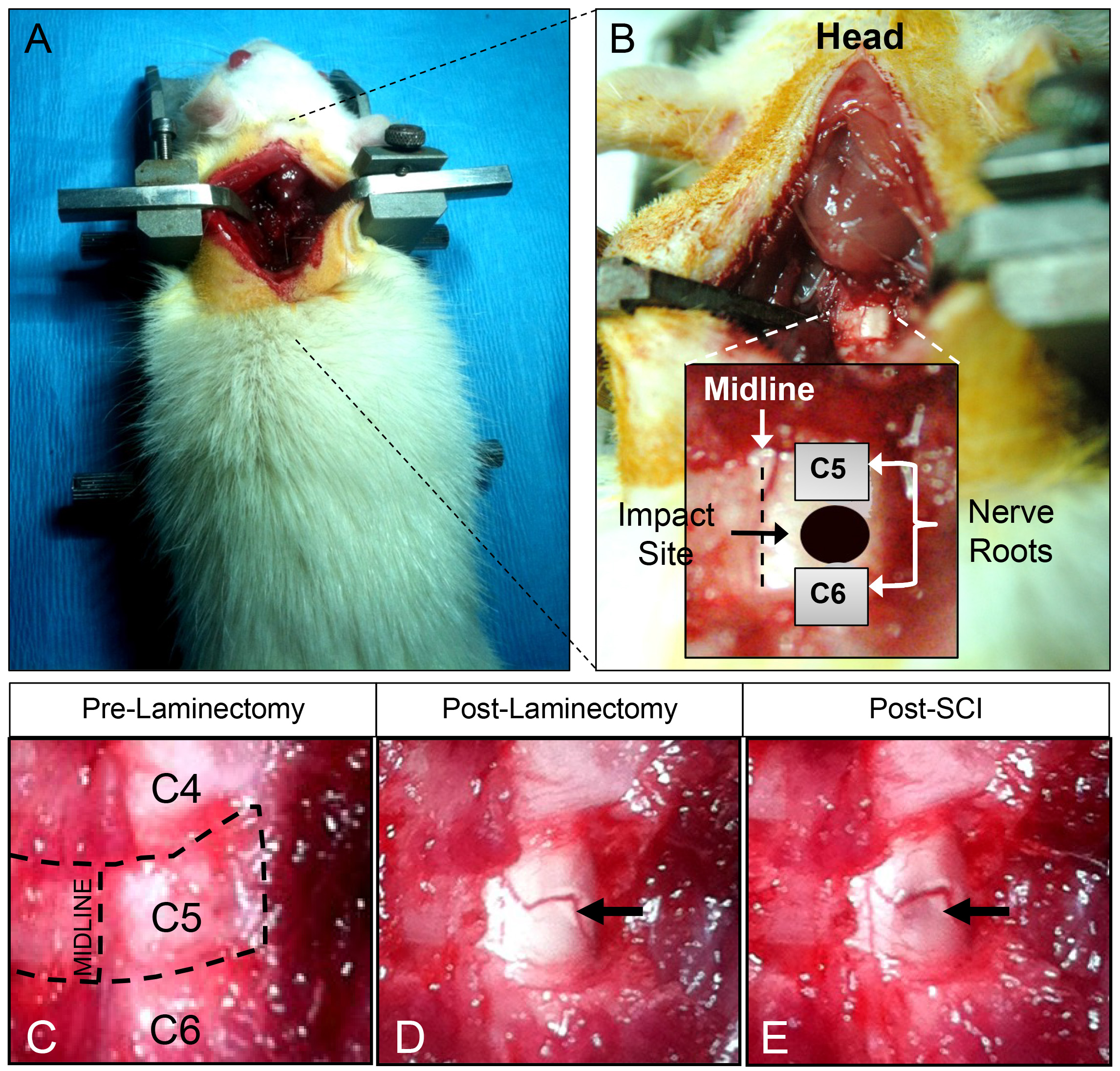 Rodent spinal cord injury surgical setup, post-laminectomy images, cervical vertebrae C5-C6.