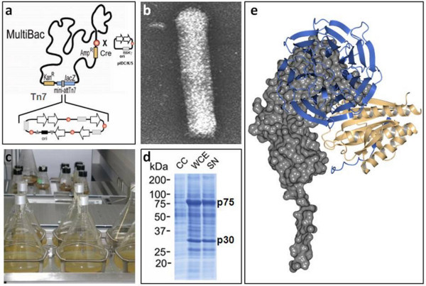 figure-results-1 MultiBac system; gene editing diagram, bacterial culture, SDS-PAGE results, protein structure.