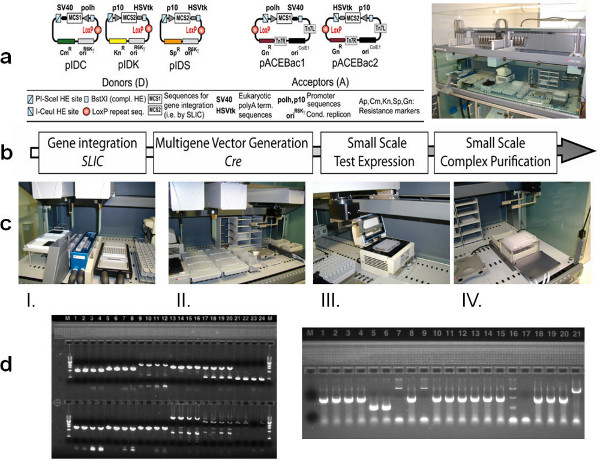 figure-results-2 Gene integration process; donor-acceptor constructs, SLIC, Cre vectors; electrophoresis results.