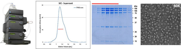 figure-results-4 Size-exclusion chromatography SEC with protein gel and electron microscopy results for protein analysis.