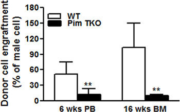 Donor cell engraftment results chart; WT vs Pim TKO; 6 wks PB, 16 wks BM; research data analysis.