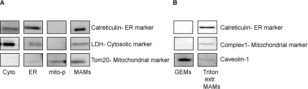 figure-results-2 Western blot analysis diagram showing protein markers: ER, cytosolic, mitochondrial subcellular fractions.