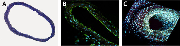 Histological analysis; stained tissue sections A, B, C; cellular structure microscopy images.