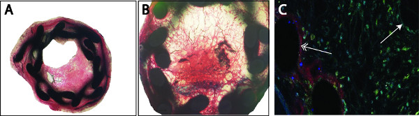 Microscopy images: histological tissue sections A, B; immunofluorescence C with cellular markers.