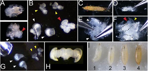 figure-results-1 Microscopy images of insect larval dissection; experimental setup with dissection tools and larval stages.