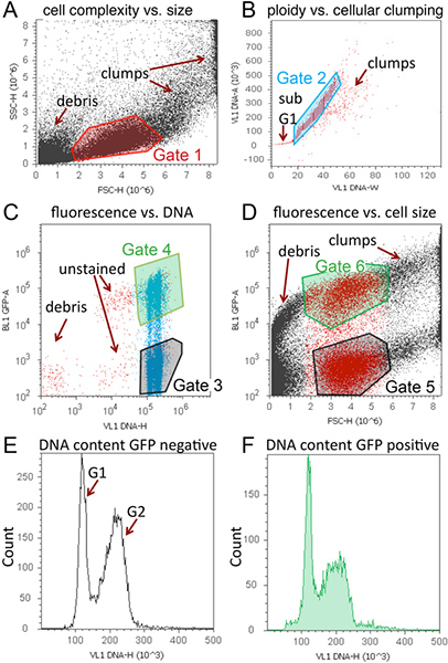 figure-results-2 Flow cytometry analysis; cell complexity vs. size, ploidy, fluorescence; gated data distribution.