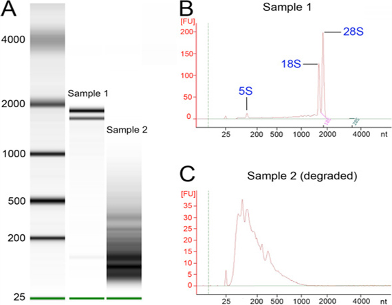 RNA integrity analysis; gel electrophoresis and electropherogram comparison of samples; quality assessment.
