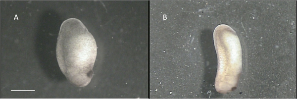 Microscopy image comparing two seed specimens (A, B) for morphological studies and analysis.