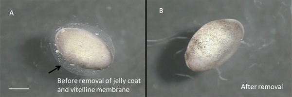 Egg membrane removal process, before and after, microscopy image, developmental biology study.