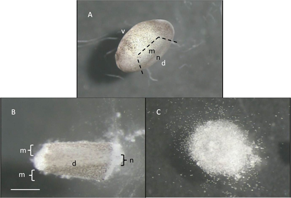 Seed germination stages, microscopic image; parts labeled m, n, d, v show developmental phases.