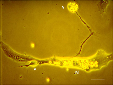 Microscope image of cell structure; labeled regions for cellular analysis.