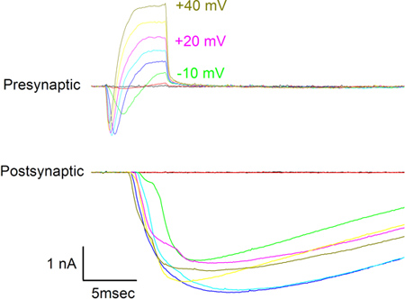 Neural transmission graph showing presynaptic/postsynaptic current traces at varying voltages.