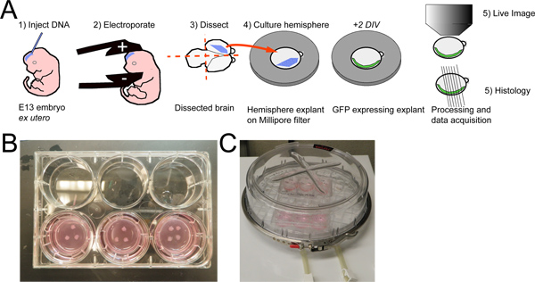 figure-results-1 E13 embryo electroporation process; diagram and cell culture plates for brain hemisphere study.
