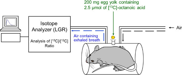 Isotope analysis diagram, mouse setup, measuring [13C]/[12C] ratio, breath test experiment.