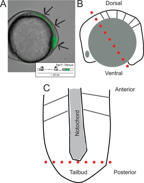 Fluorescent gene expression analysis diagram; axial patterning; schematic of zebrafish embryo development.