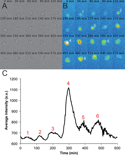 Cellular dynamics with fluorescence signaling; microscopy images and intensity graph; time-lapse analysis.