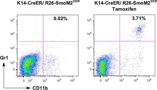 Flow cytometry dot plots, Gr1 vs CD11b, assessing Tamoxifen effect on K14-CreER/R26-SmoM2^YFP.