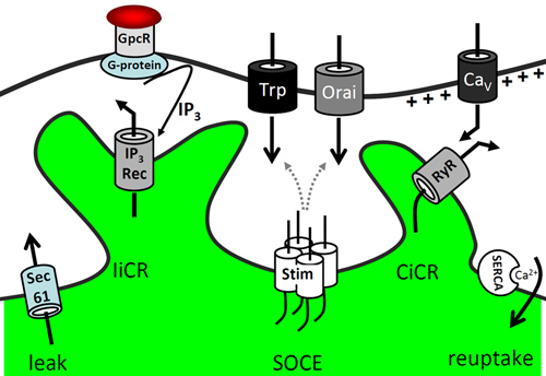 figure-results-1 Calcium signaling diagram with Stim-Orai, IP3, and Ca2+ pathways, showing SOCE and reuptake processes.