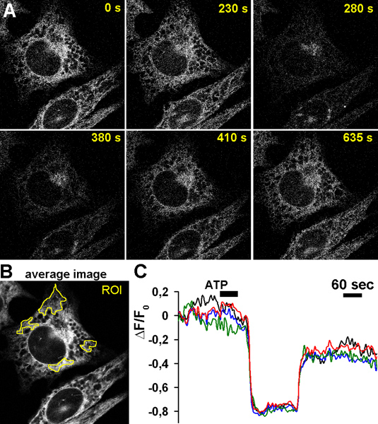 figure-results-10 Time-lapse fluorescence microscopy of cellular ATP response, ROI analysis, ΔF/F₀ graph results.