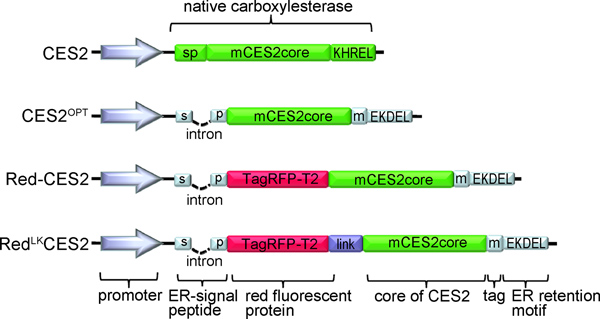 figure-results-3 Gene editing diagram: CES2 protein constructs with fluorescent tags for expression analysis.
