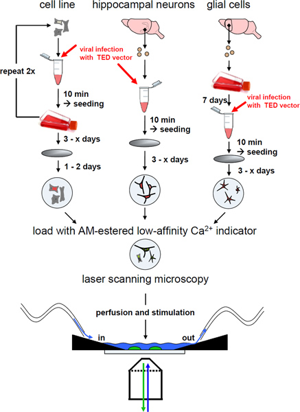 figure-results-4 Neuronal culture, viral infection process, TED vector, Ca²⁺ indicator loading, laser scanning microscopy.