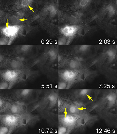 figure-results-5 Fluorescence microscopy time-lapse, cell dynamic process, 6 frames, 0.29s to 12.46s, arrows highlight.