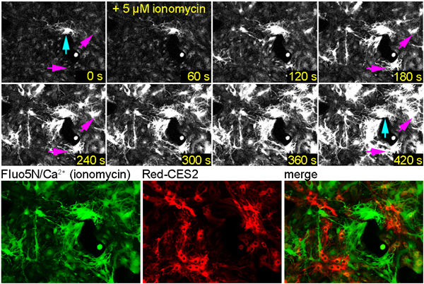 figure-results-7 Calcium ionophore response via ionomycin in neuron cultures; fluorescence microscopy time-lapse.