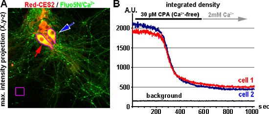 figure-results-8 Fluorescence microscopy showing Ca²⁺ levels in cells; density graph shows integrated response.