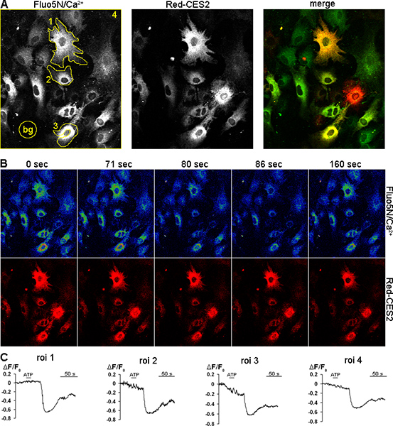 figure-results-9 Calcium imaging and Red-CES2 fluorescence in cells; includes time-lapse, ratio graphs, and merge.