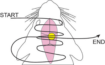 figure-results-6 Maze-solving path diagram on rodent, experimental behavioral analysis.