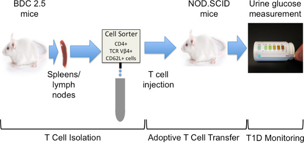 figure-results-1 T cell isolation, transfer diagram using mice; urine glucose test for T1D monitoring, CD4+ sorting.