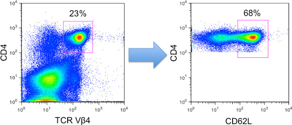 figure-results-2 Flow cytometry analysis diagram showing T-cell marker comparison between TCR Vβ4 and CD62L.