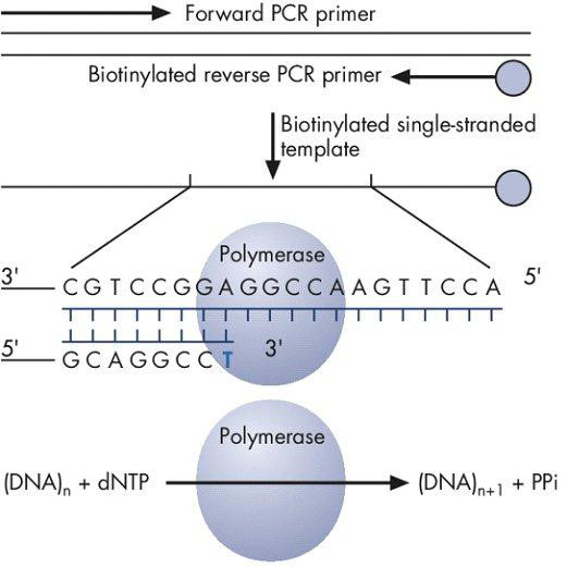 PCR-Prozessdiagramm; biotinylierte Primer, Polymerase-Enzym, DNA-Synthesereaktion.