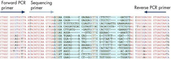 DNA-Sequenzierungsdiagramm; Zeigt Vorwärts-/Rückwärts-PCR-Primer und die Ausrichtung der Sequenzierungsprimer an.