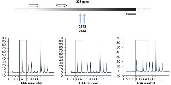 Diagramm der 23S rRNA-Genmutationen; Elektropherogramme zeigen Antibiotikaresistenzmarker bei Bakterien.