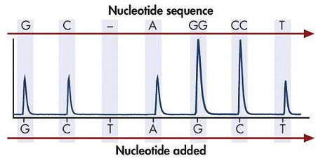 DNA-Sequenzierungschromatogramm, Peaks zeigen Nukleotidbasenpaare, Diagramm für die genetische Analyse.