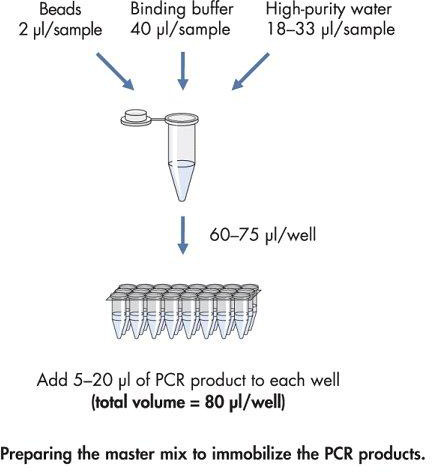 Vorbereitung des PCR-Mastermixes: Diagramm mit Probe, Puffer, Wasser, Kügelchen für die DNA-Immobilisierung.