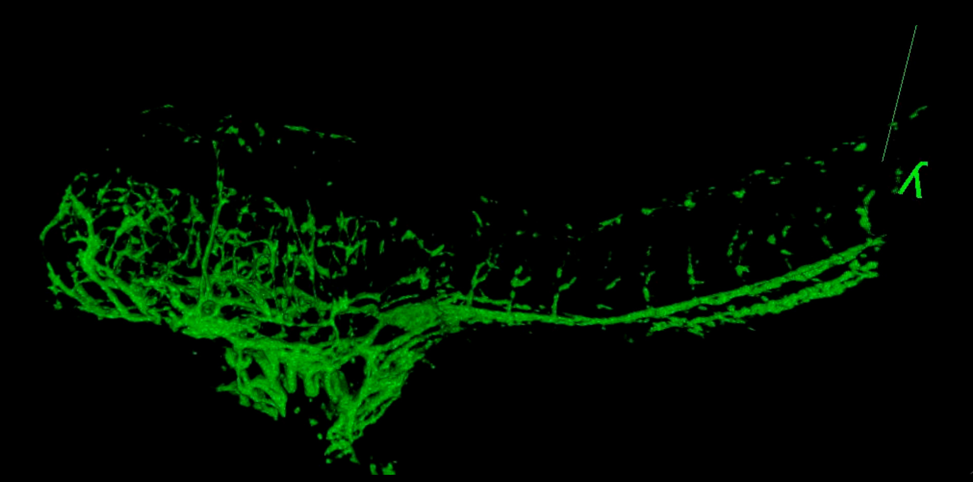figure-results-6 Confocal microscopy image showing neural network in zebrafish embryo, fluorescence staining.